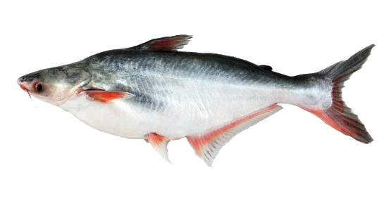 Patin