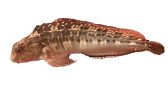 Gobio de Charco