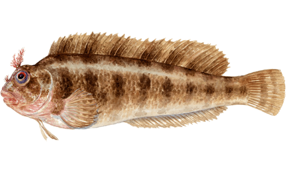 Lagartina