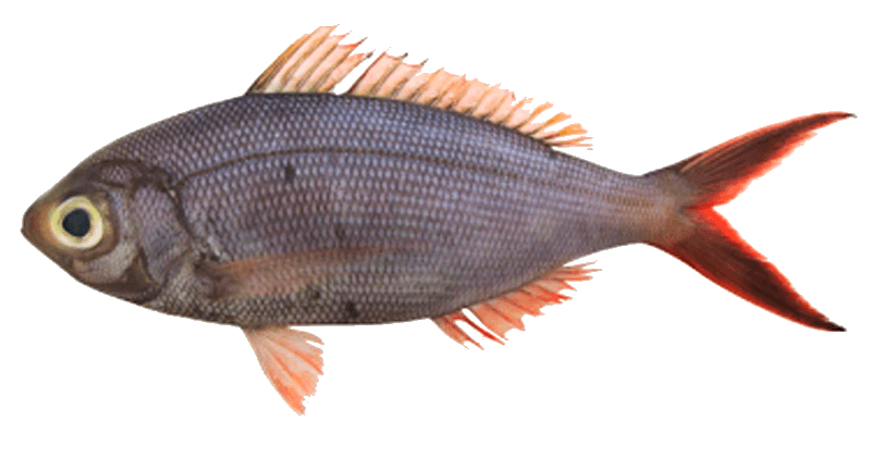 Pargo Japonés