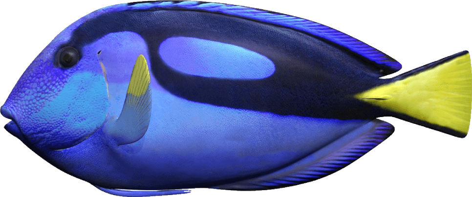 Pez Cirujano Azul