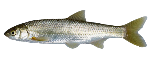 Madrilla