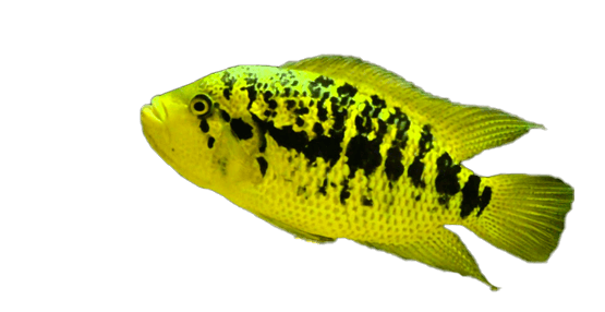 Guapote Dorado