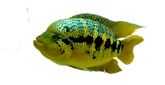 Guapote Amarillo