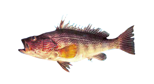 Perela