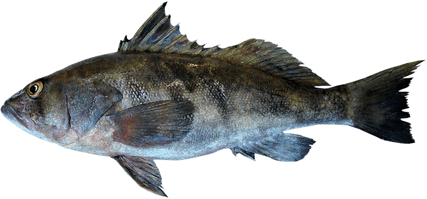 Cabrilla Sargacera
