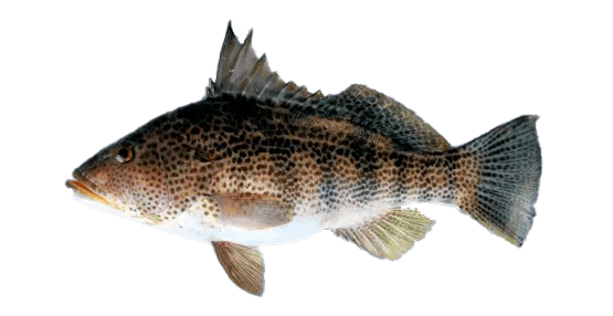 Cabrilla Pecosa