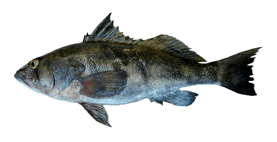 Verdillo
