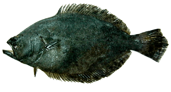 Lenguado