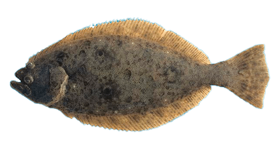 Lenguado californiano, California Halibut