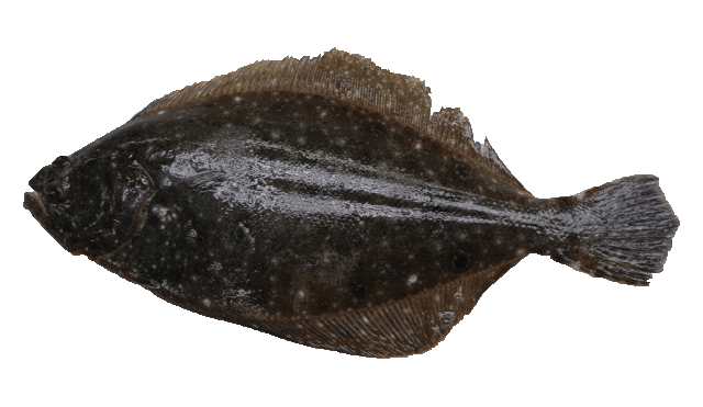 Falso Halibut del Canadá