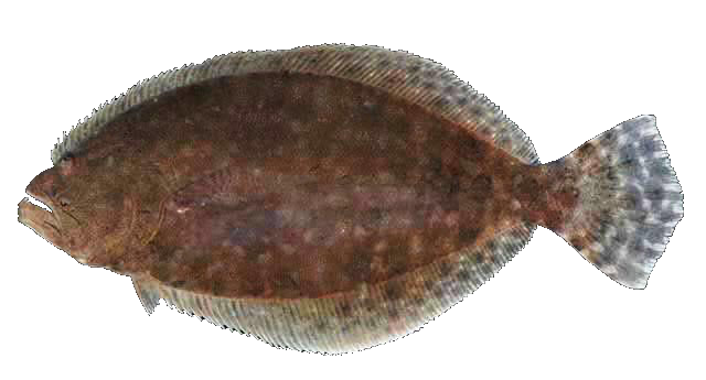 Lenguado limpio