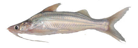 Bagre Porteño