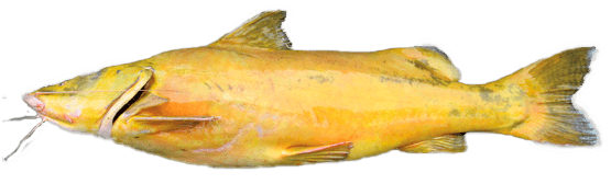 Jau