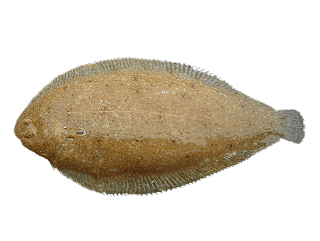 Lenguado de Arena