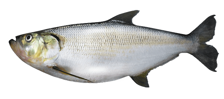 Apapa, Sardinata Real