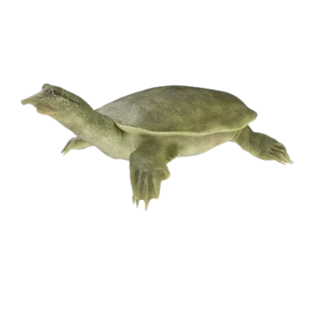 Tortuga China de Caparazón Blando