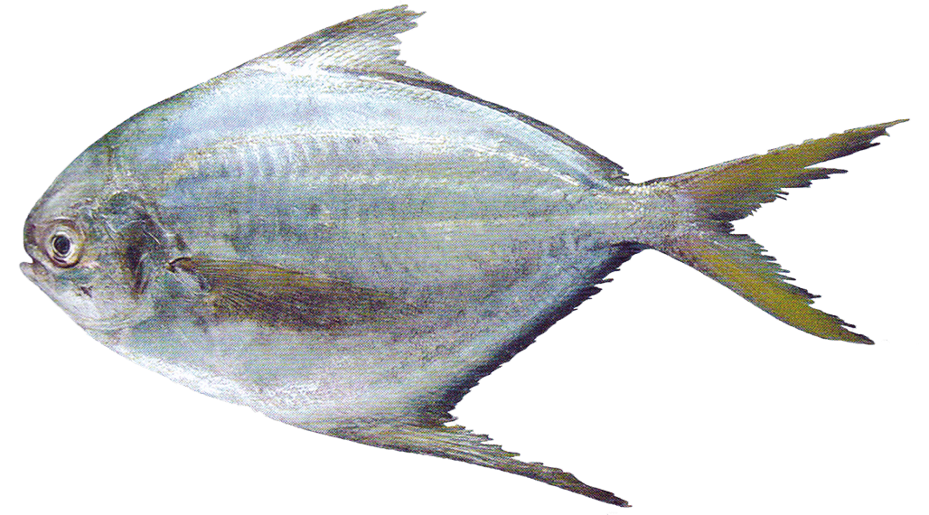 Chiri