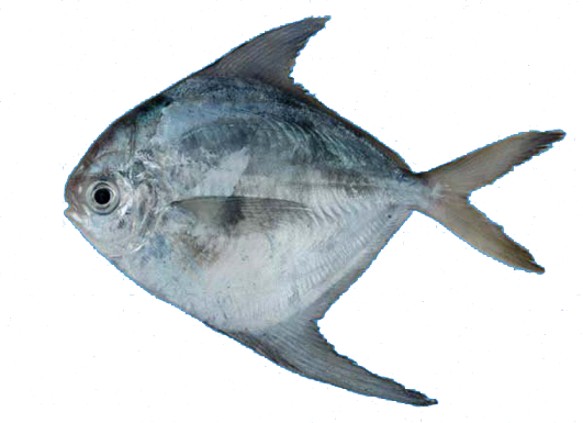 Palometa pámpano