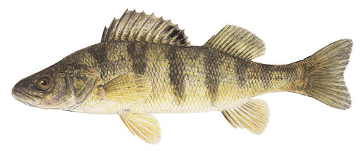 Perca Amarilla
