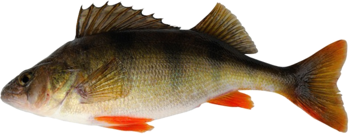 Perca Europea