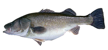 Perca Chilena