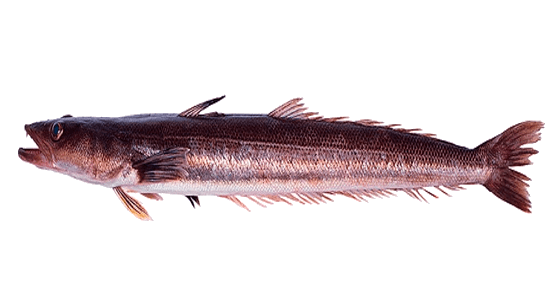 Pez Palo