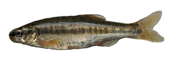 Piscardo
