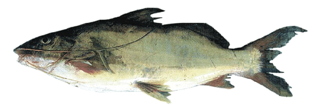 Bagre Ojudo