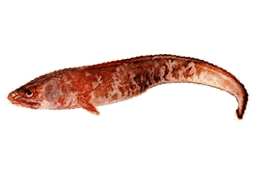 Pez Rollizo