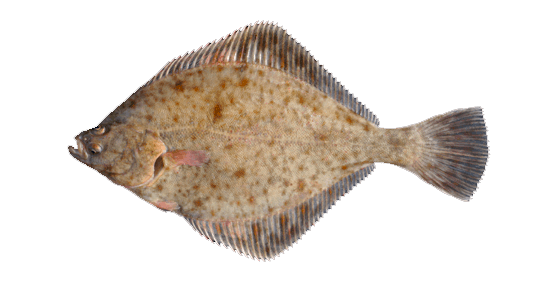 Platija Europea