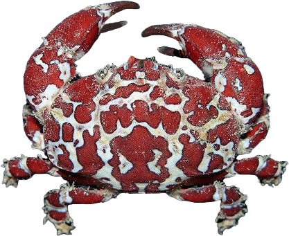 Cangrejo Arlequín