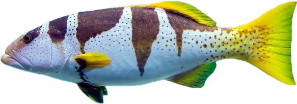 Mero Negro de Coral