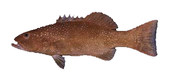 Trucha de Coral
