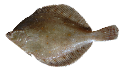 Solla