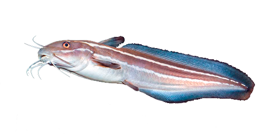 Anguila Rayada