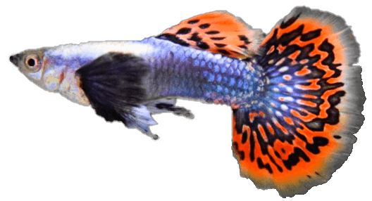 Guppy
