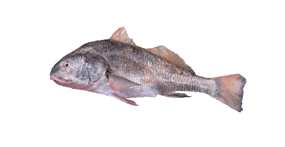 Corvina Negra
