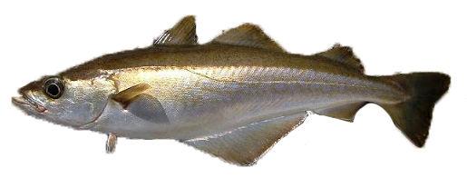 Abadejo