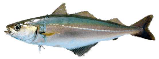Carbonero