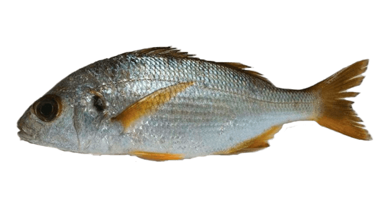 Roncador