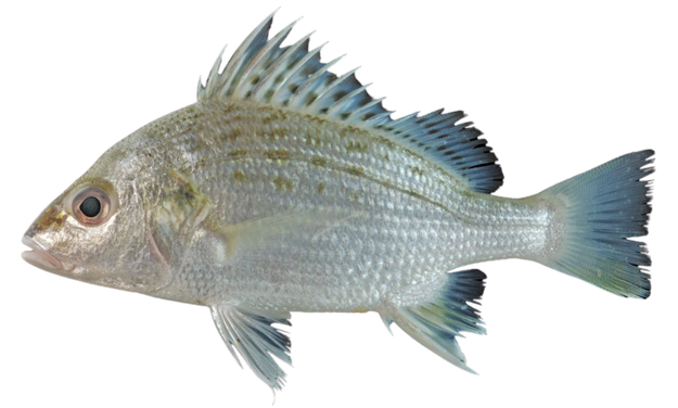 Besugo Roncador, Javelin Grunter