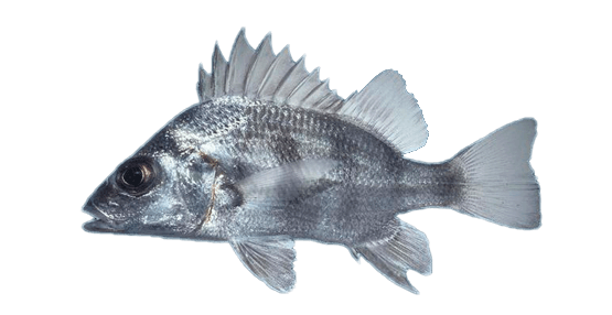 Roncacho
