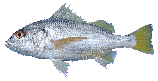Ronco mapache
