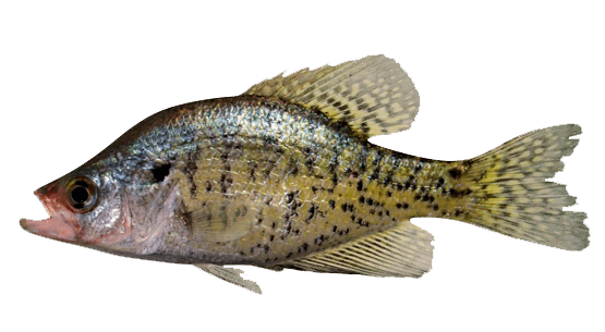 Mojarra Blanca