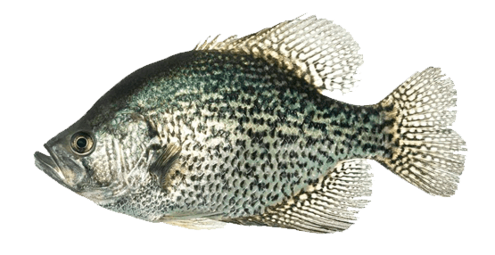 Mojarra Negra