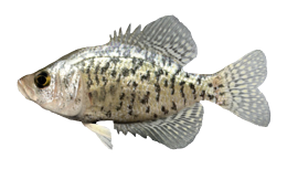 Crappie, Caliquete