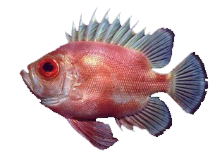 Catalufa