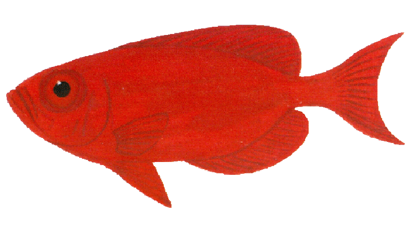 Catulafa toro