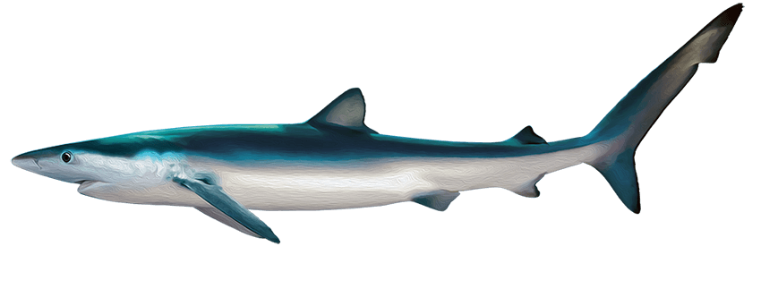 Tiburón Azul